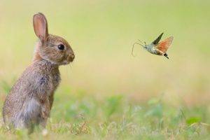 nature, Animals, Rabbits