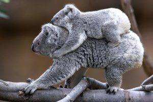 nature, Koalas, Animals, Trees