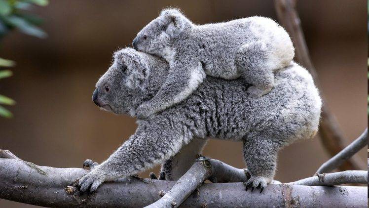 nature, Koalas, Animals, Trees HD Wallpaper Desktop Background