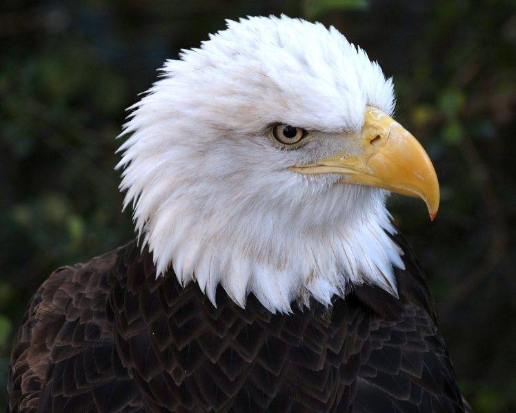 nature, Bald Eagle, Animals, Birds HD Wallpaper Desktop Background