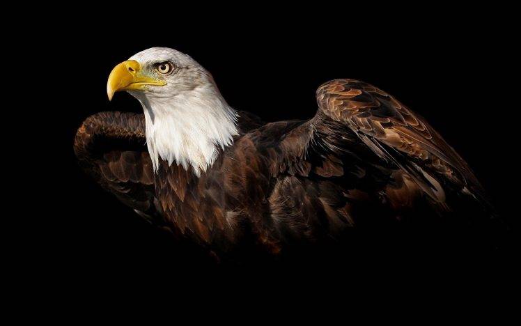 nature, Birds, Bald Eagle, Simple Background HD Wallpaper Desktop Background