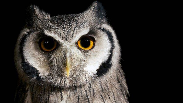 nature, Birds, Owl HD Wallpaper Desktop Background