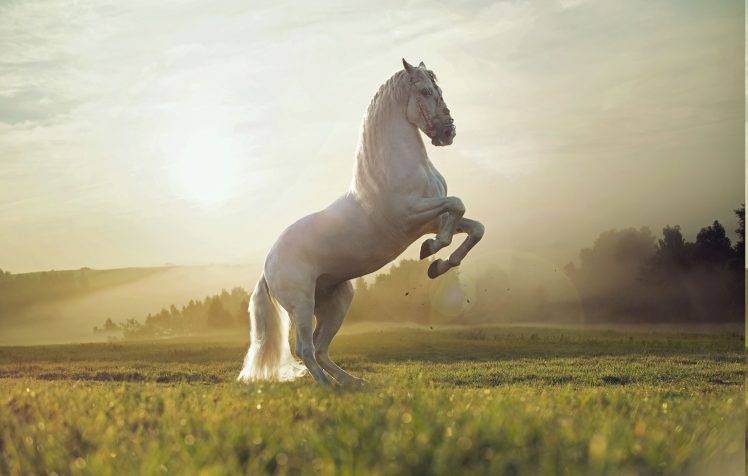 nature, Horse, Animals HD Wallpaper Desktop Background
