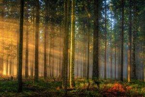 nature, Landscape, Sunrise, Forest, Sun Rays, Germany, Trees, Mist, Grass, Sunlight, Morning