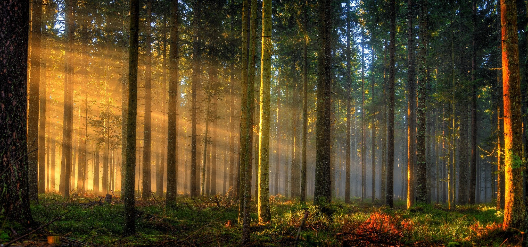 nature, Landscape, Sunrise, Forest, Sun Rays, Germany, Trees, Mist, Grass, Sunlight, Morning Wallpaper