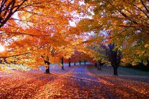 nature, Fall, Park, Sunrise, Leaves, Orange, Trees, Path, Sunlight, Landscape, Grass, Morning