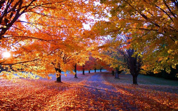 nature, Fall, Park, Sunrise, Leaves, Orange, Trees, Path, Sunlight, Landscape, Grass, Morning HD Wallpaper Desktop Background