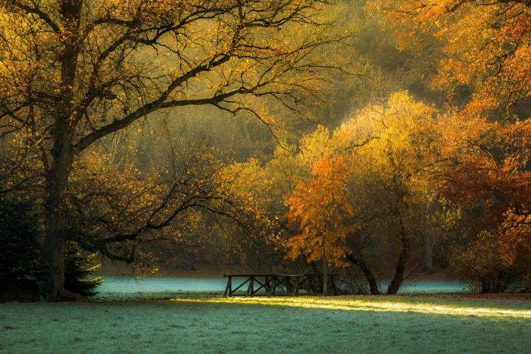 landscape, Nature, Sunlight, Fall, Morning, Trees, Grass, Frost, Park, Czech Republic, Foliage HD Wallpaper Desktop Background