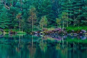 landscape, Nature, Lake, Forest, Green, Reflection, Wildflowers, Trees, Grass, England, Spring