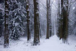 nature, Landscape, Winter, Forest, Netherlands, Snow, Trees, Cold