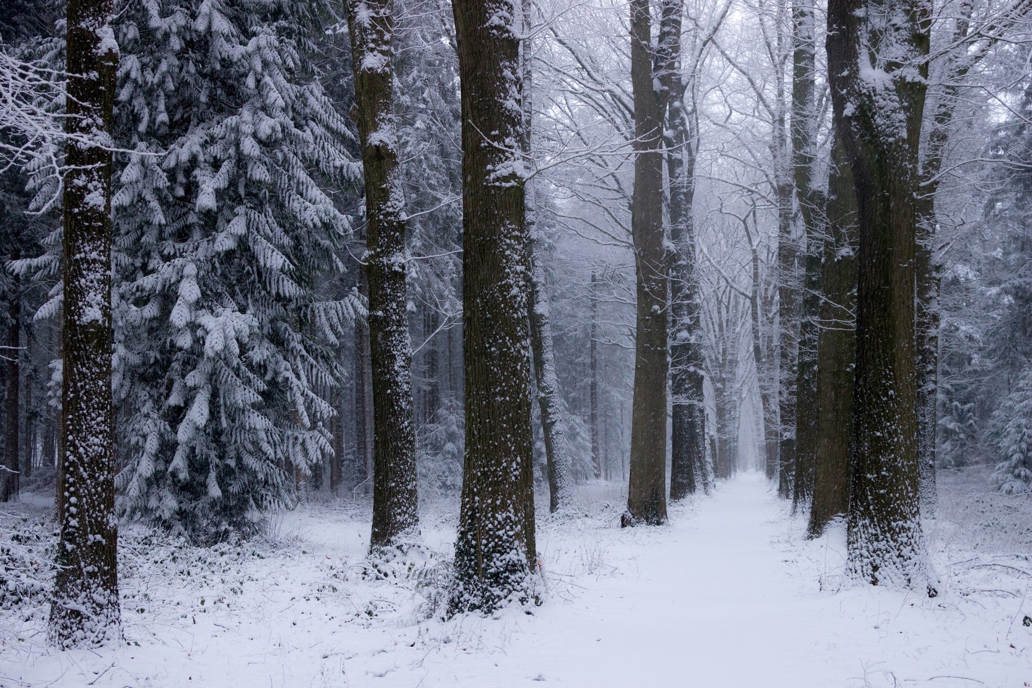 nature, Landscape, Winter, Forest, Netherlands, Snow, Trees, Cold Wallpaper