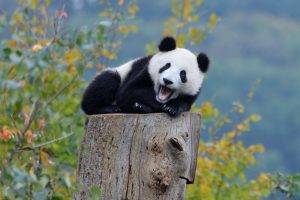 nature, Panda, Bears, Baby Animals