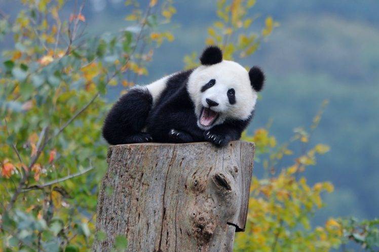 nature, Panda, Bears, Baby Animals HD Wallpaper Desktop Background