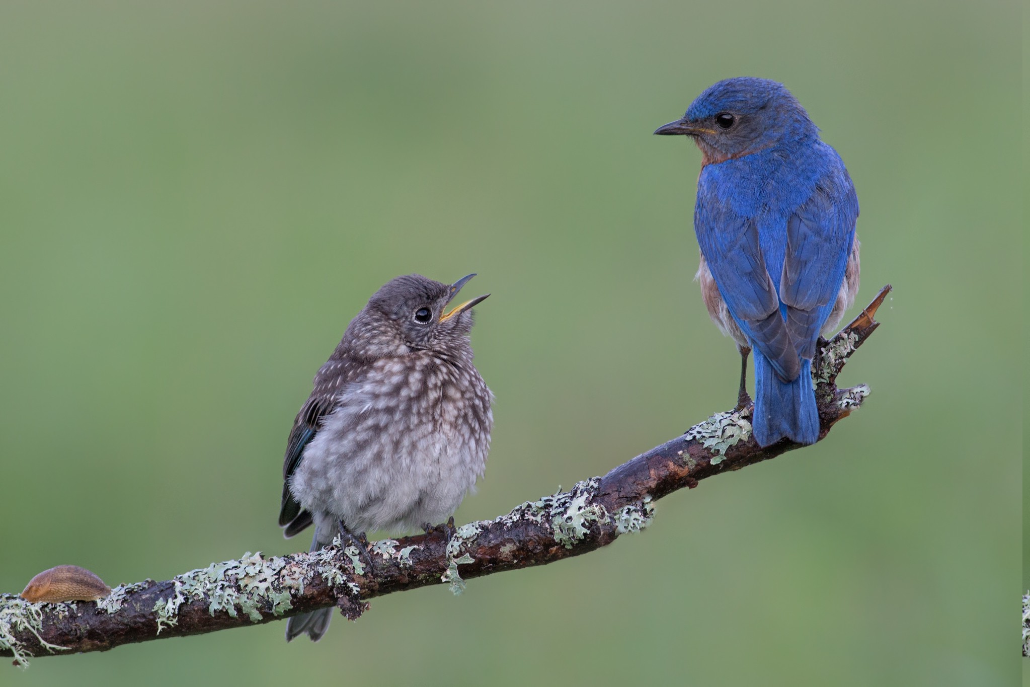 nature, Birds Wallpaper