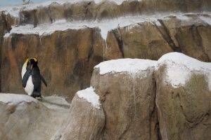 penguins, Animals, Taiwan