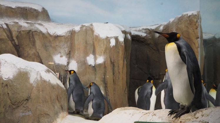 penguins, Animals, Taiwan HD Wallpaper Desktop Background