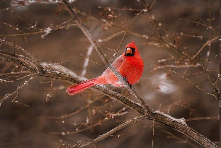 nature, Birds HD Wallpaper Desktop Background