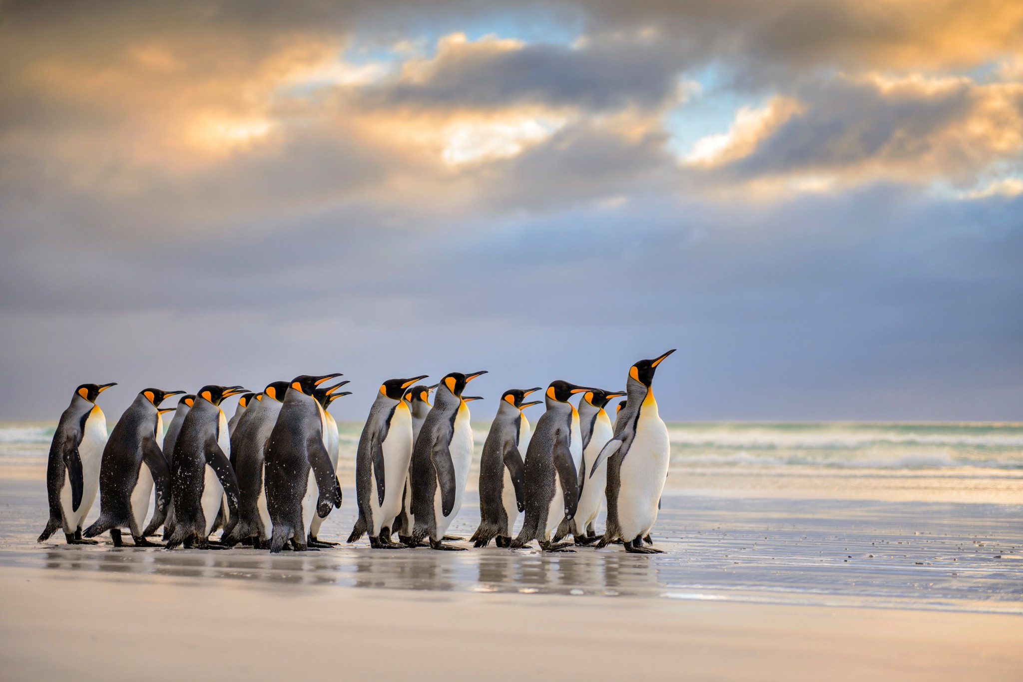 nature, Animals Wallpaper