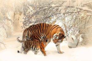 tiger, Snow, Winter, Animals