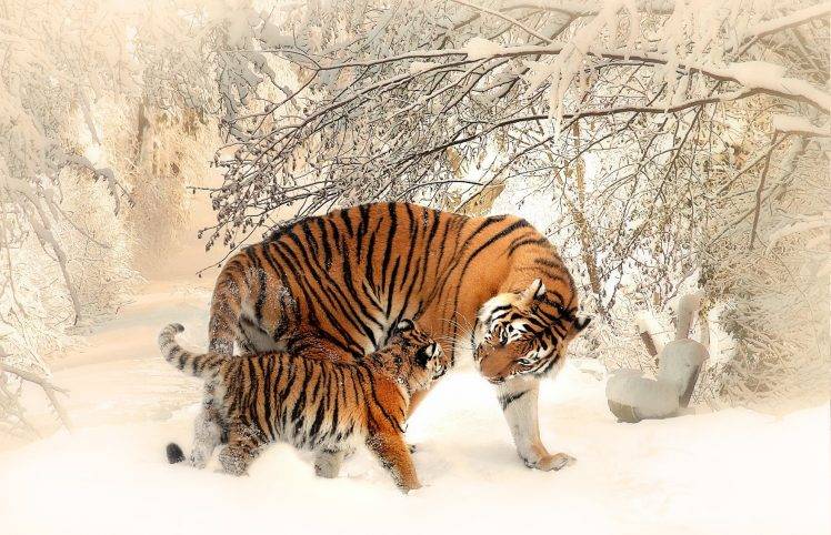 tiger, Snow, Winter, Animals HD Wallpaper Desktop Background