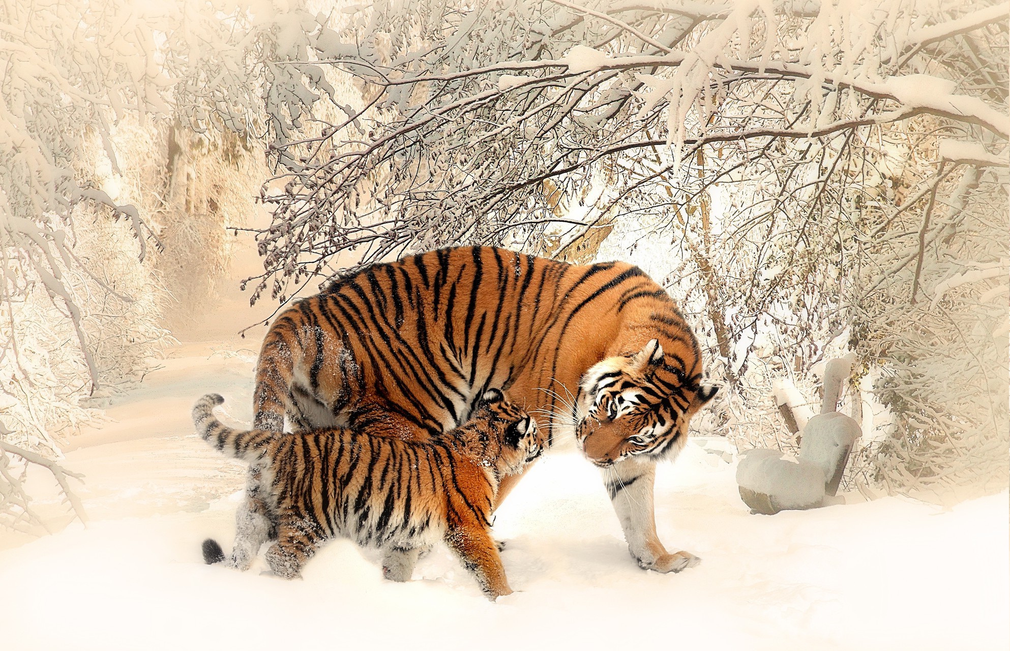 tiger, Snow, Winter, Animals Wallpapers HD / Desktop and Mobile Backgrounds