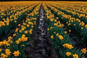 flowers, Landscape, Daffodils