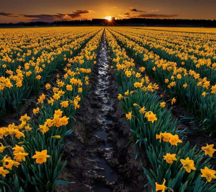 flowers, Landscape, Daffodils HD Wallpaper Desktop Background