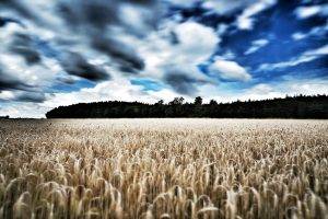 wheat, Landscape