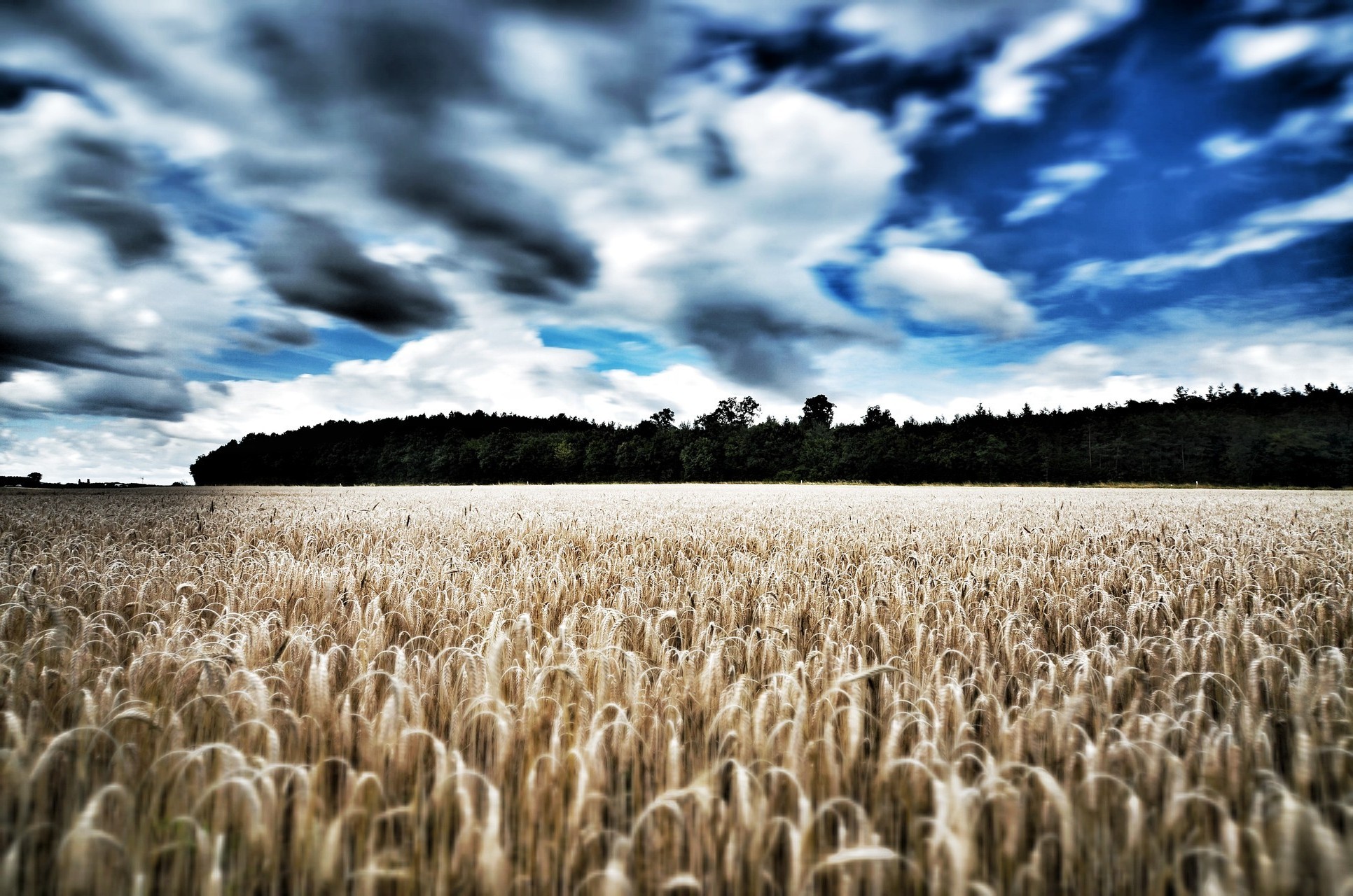 wheat, Landscape Wallpaper