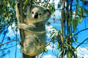 nature, Animals, Koalas