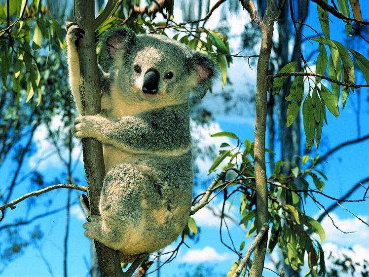 nature, Animals, Koalas HD Wallpaper Desktop Background
