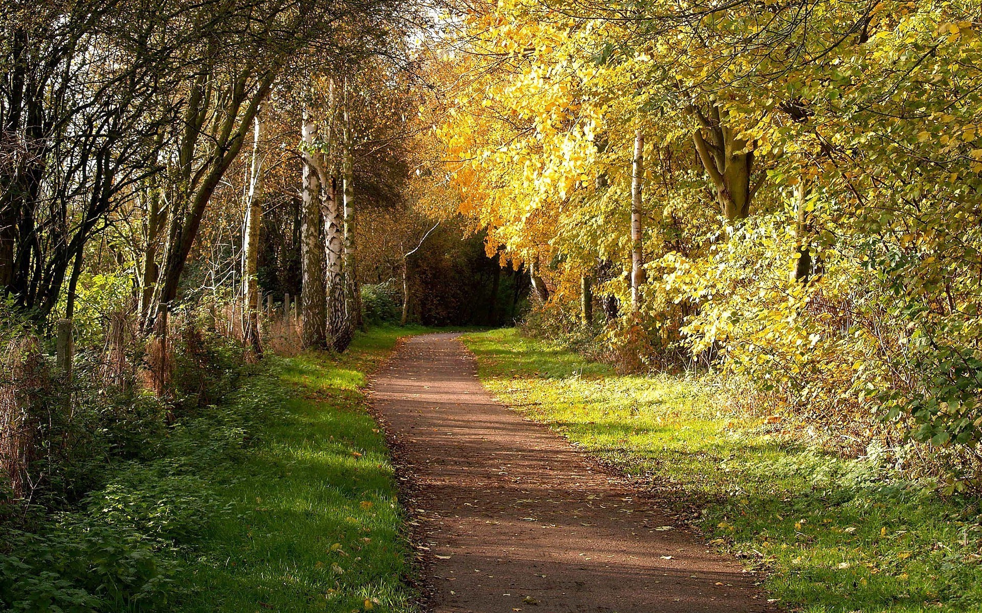 landscape, Trees, Wood Wallpaper