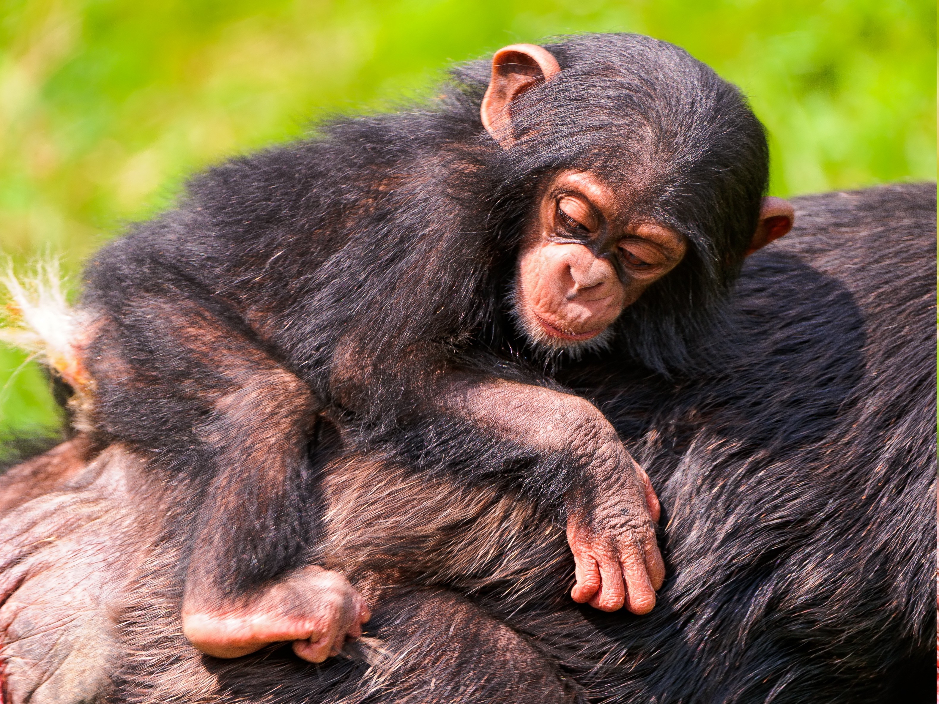 animals Wallpaper