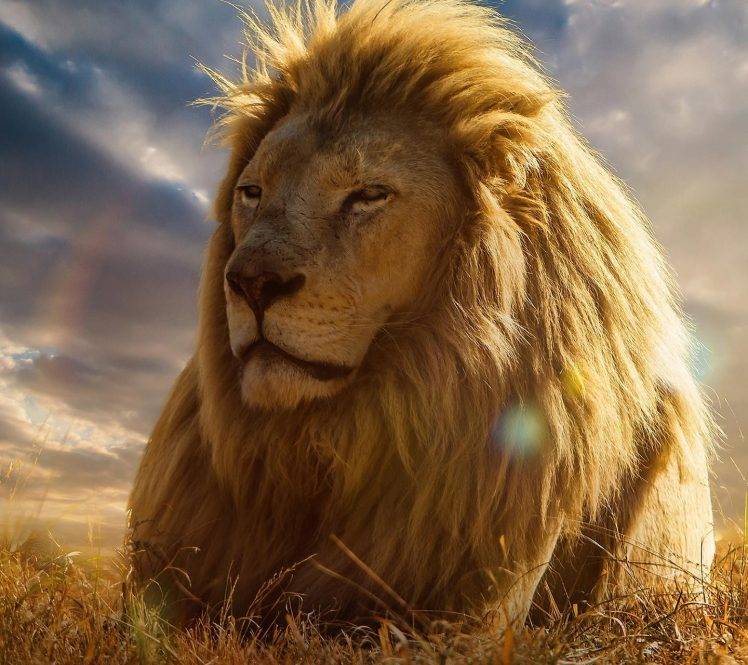 animals, Happy, Lion HD Wallpaper Desktop Background