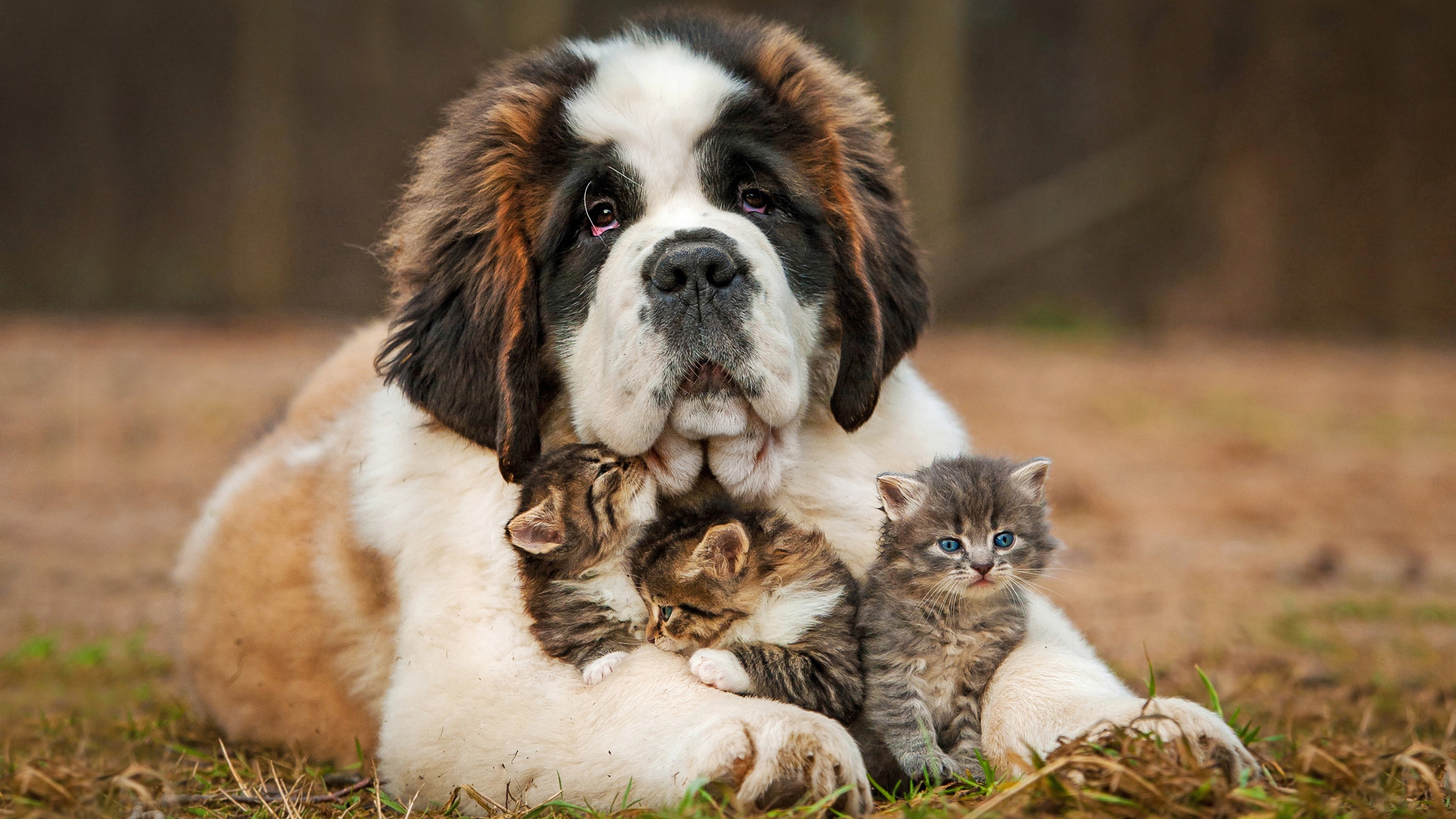 animals, Happy Wallpaper
