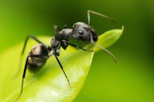 animals, Ants, Insect, Camponotus, Hymenoptera, Macro