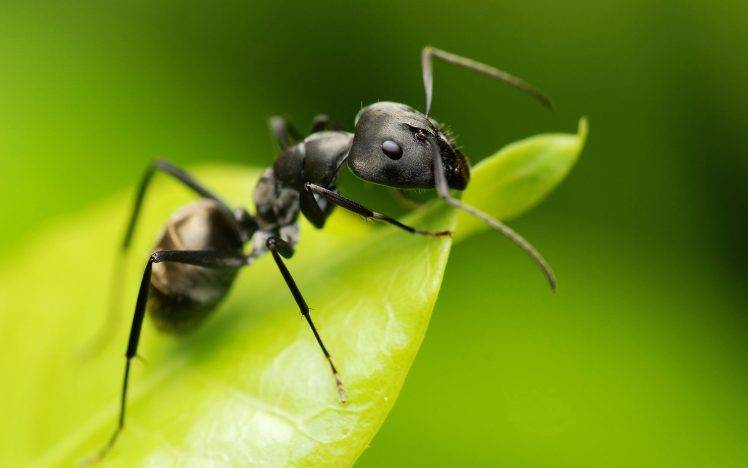 animals, Ants, Insect, Camponotus, Hymenoptera, Macro HD Wallpaper Desktop Background