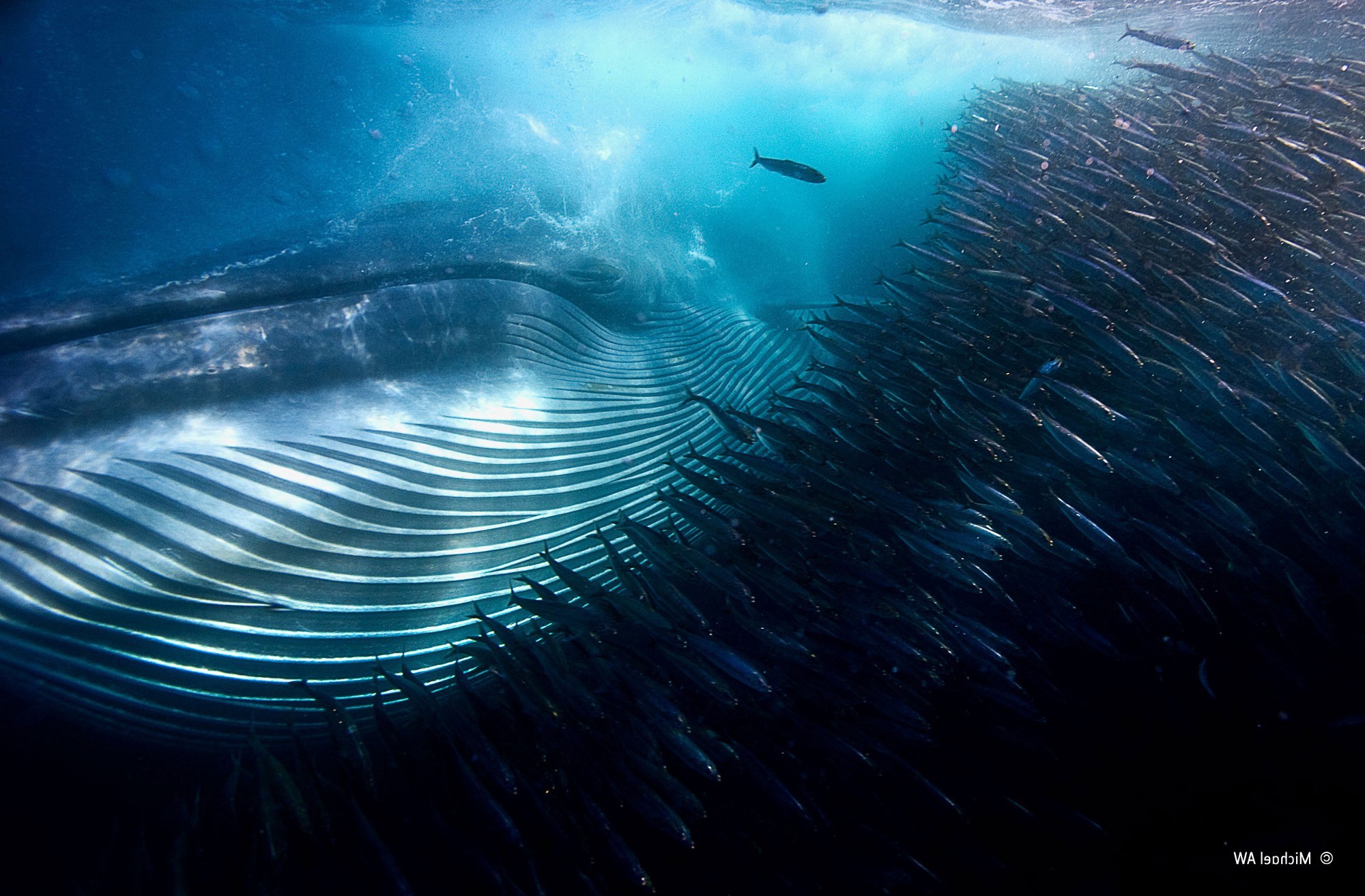 nature, Water, Underwater, Sea, Animals, Winner