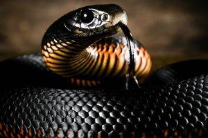 nature, Animals, Reptile, Snake, Skin, Tongues, Depth Of Field
