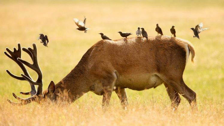 nature, Animals, Deer, Birds, Field, Grass, Depth Of Field HD Wallpaper Desktop Background