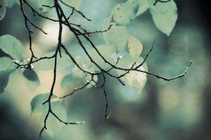 depth Of Field, Leaves, Nature, Twigs