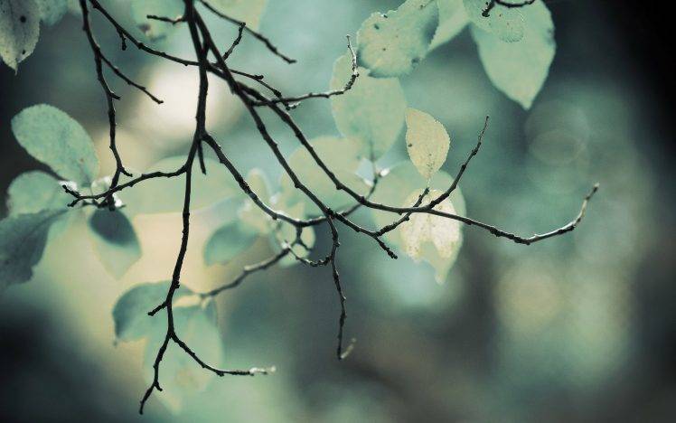 depth Of Field, Leaves, Nature, Twigs HD Wallpaper Desktop Background