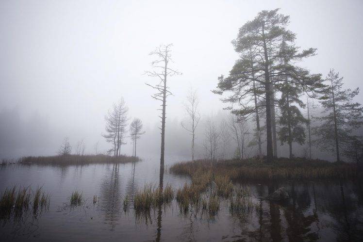 nature, Landscape, Mist, Lake, Morning, Daylight, Trees, Dry Grass, Sweden HD Wallpaper Desktop Background