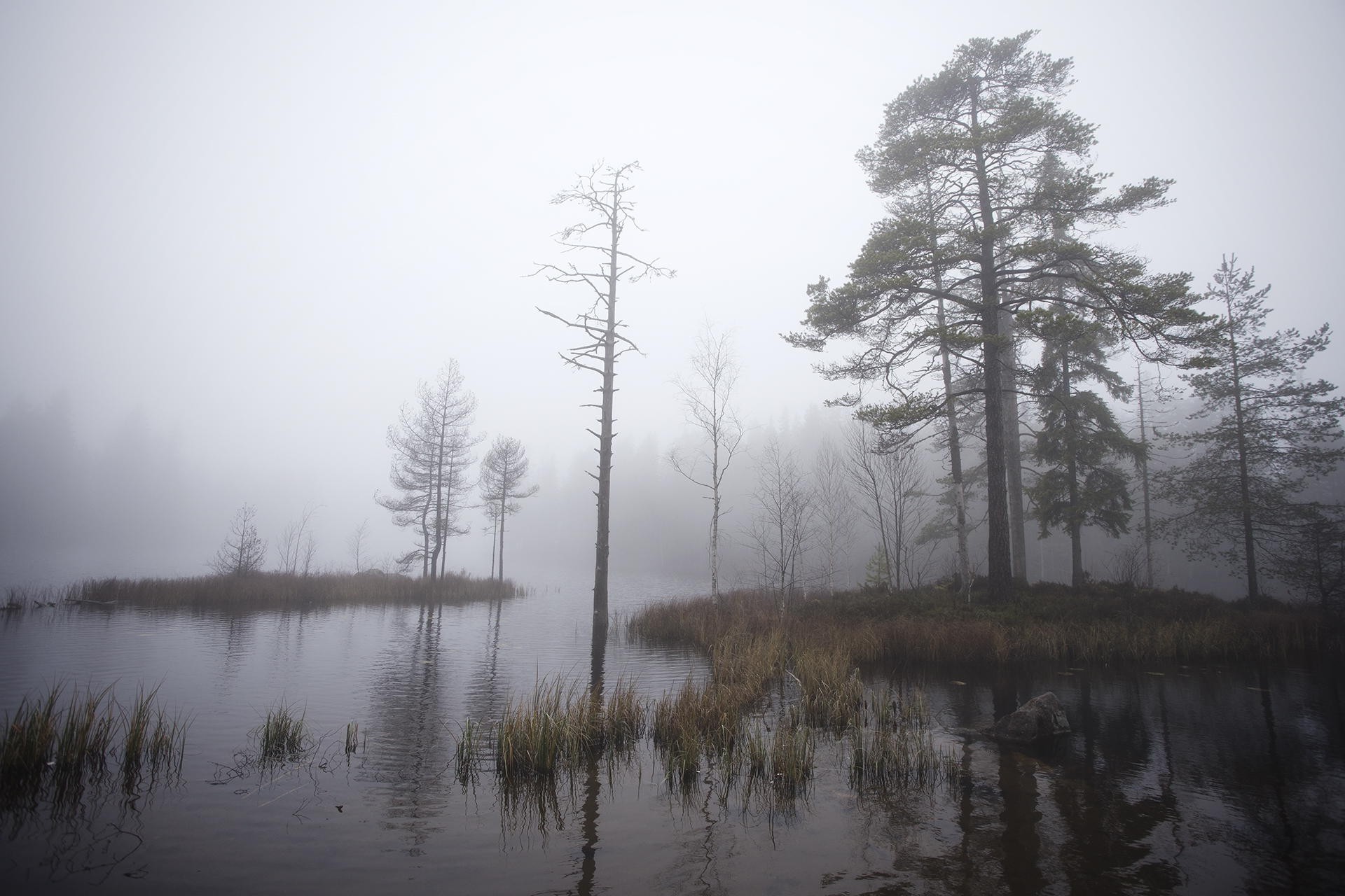 nature, Landscape, Mist, Lake, Morning, Daylight, Trees, Dry Grass, Sweden Wallpaper