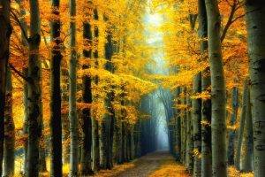 nature, Landscape, Fall, Colorful, Forest, Fairy Tale, Road, Mist, Trees, Yellow, Leaves