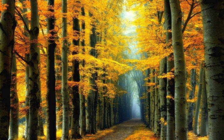 nature, Landscape, Fall, Colorful, Forest, Fairy Tale, Road, Mist, Trees, Yellow, Leaves HD Wallpaper Desktop Background