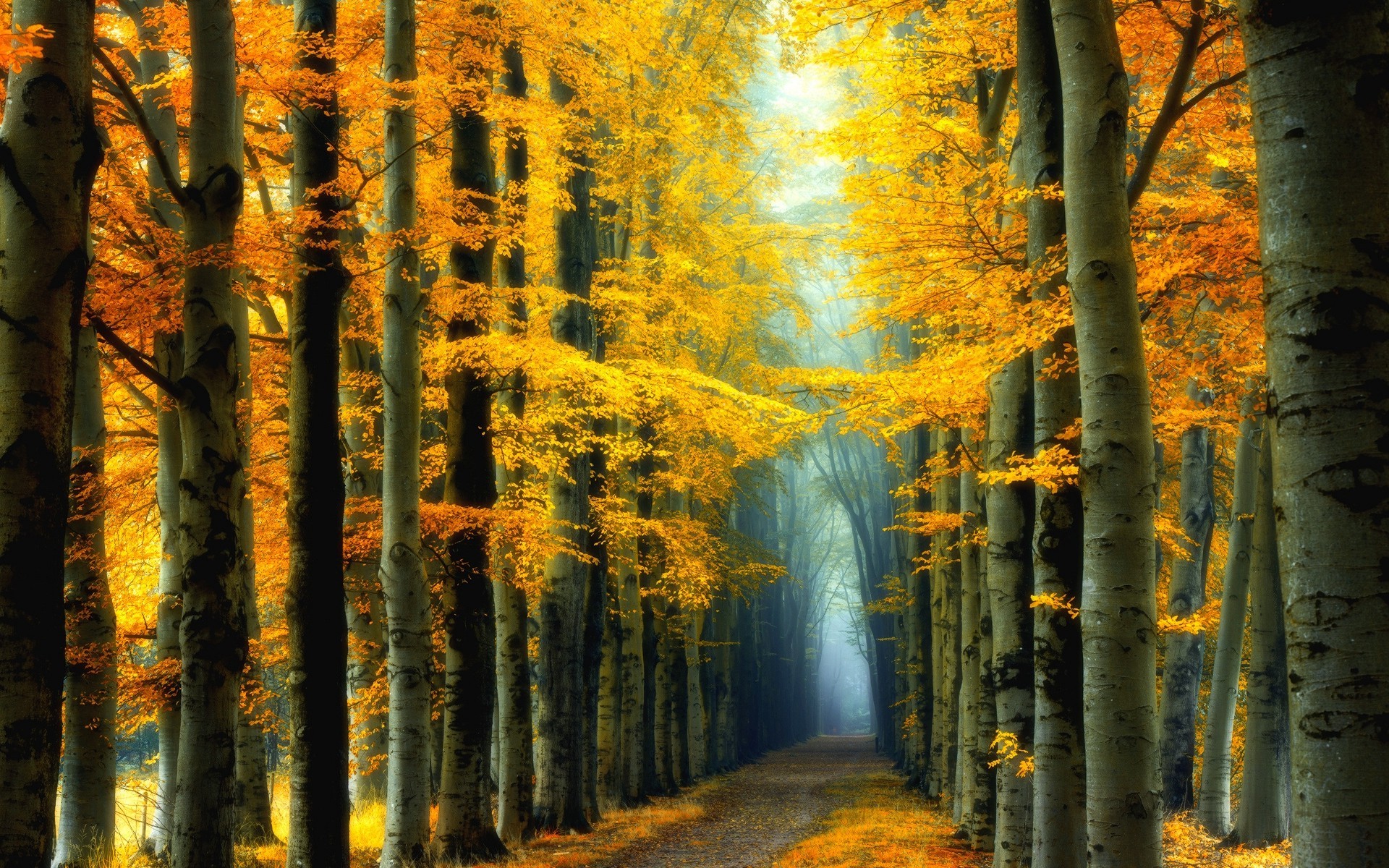 nature, Landscape, Fall, Colorful, Forest, Fairy Tale, Road, Mist, Trees, Yellow, Leaves Wallpaper