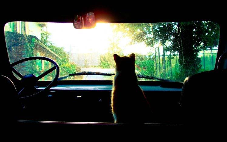 trees, Cat, Car, Sun Rays HD Wallpaper Desktop Background
