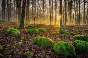 nature, Landscape, Trees, Forest, Fall, Leaves, Moss, Sun Rays