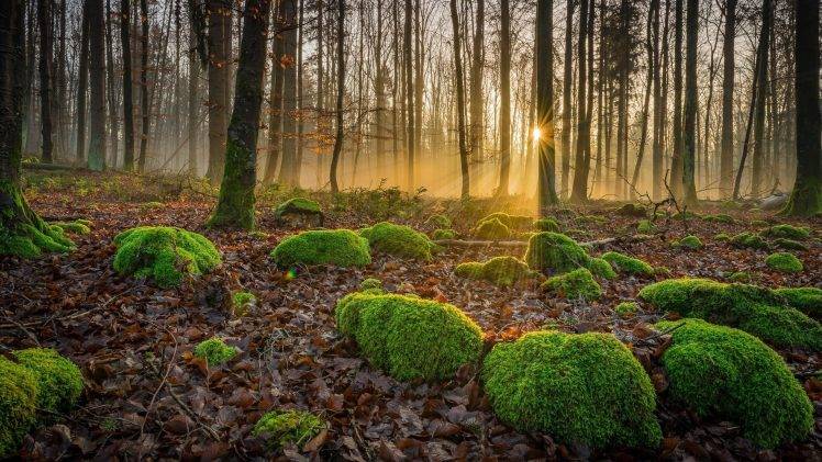 nature, Landscape, Trees, Forest, Fall, Leaves, Moss, Sun Rays HD Wallpaper Desktop Background